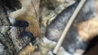 Asyalı Bhabi'Nin Uyurken Duygusal Kendini Tatmin Etmesi
