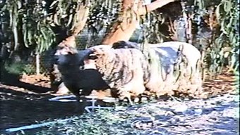 Seka'Nın Klasik Doğu Masajı (1983)