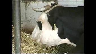 Amatör Bebek Sert Sikiş Ve Boşalmadan Zevk Alıyor